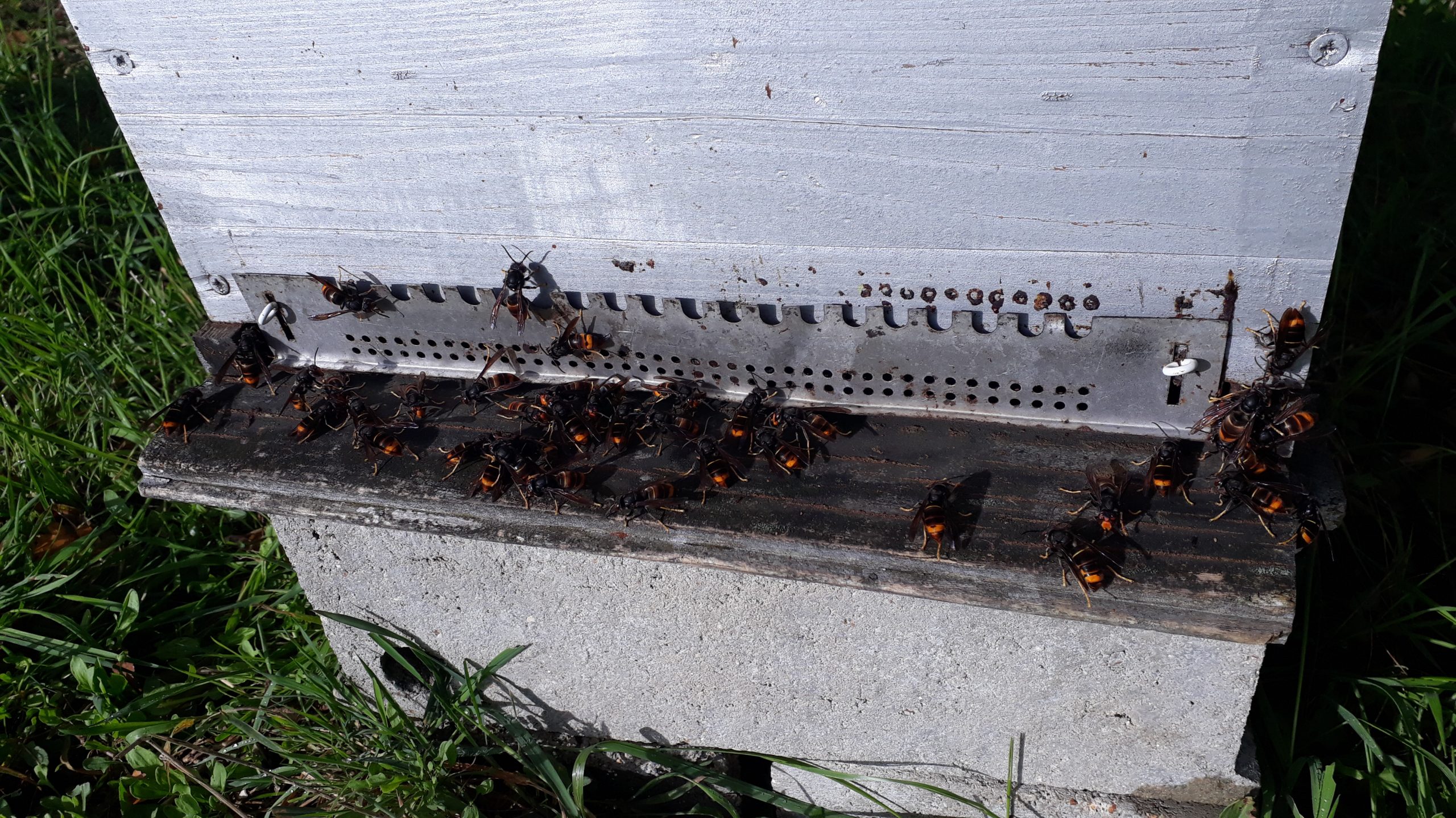 Apiculteur à Périers, il s'inquiète face aux attaques de frelons asiatiques  contre ses abeilles